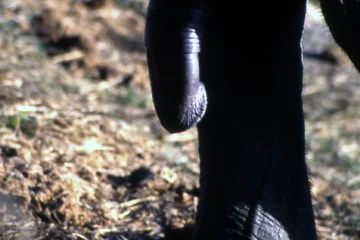 04.1999 Zimbabwe 006 04.1999 Zimbabwe 006