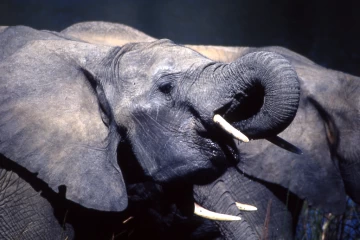 04.1999 Zimbabwe 007 04.1999 Zimbabwe 007