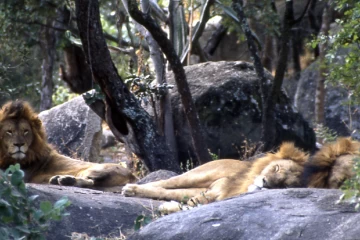 04.1999 Zimbabwe 024 04.1999 Zimbabwe 024