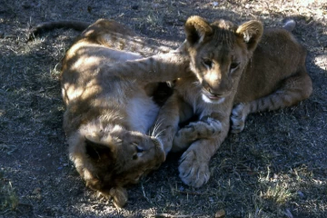 04.1999 Zimbabwe 025 04.1999 Zimbabwe 025