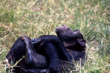 04.1999 Zimbabwe 029 04.1999 Zimbabwe 029