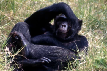 04.1999 Zimbabwe 030 04.1999 Zimbabwe 030