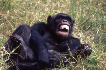04.1999 Zimbabwe 031 04.1999 Zimbabwe 031