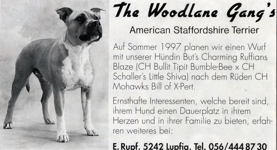 Amigo American Staffordshire Terrier 001