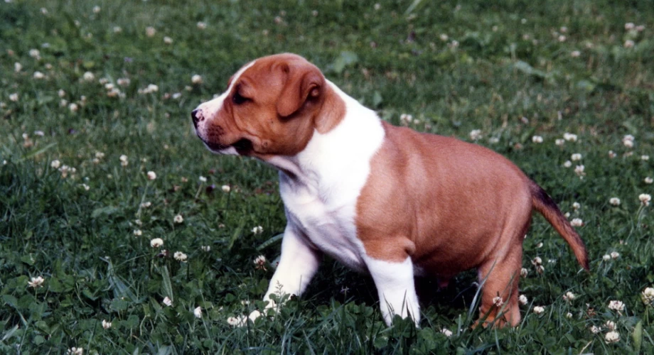 Amigo American Staffordshire Terrier 008