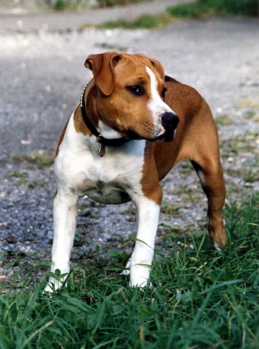Amigo American Staffordshire Terrier 011