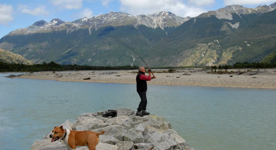 Amigo American Staffordshire Terrier 037