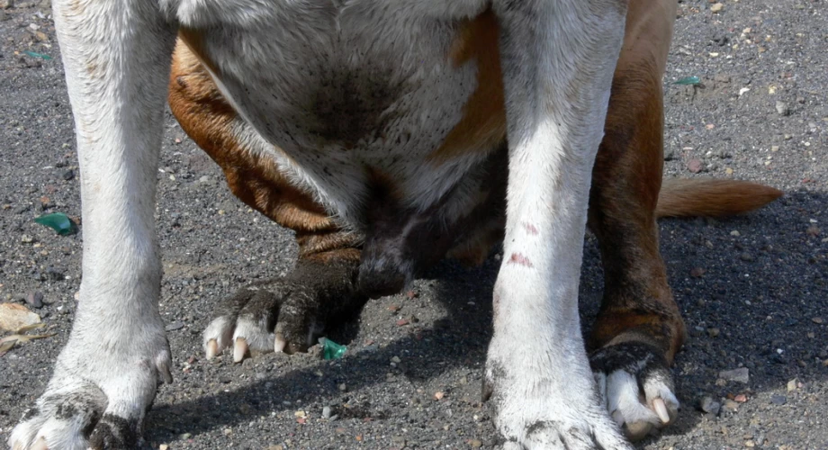 Amigo American Staffordshire Terrier 038