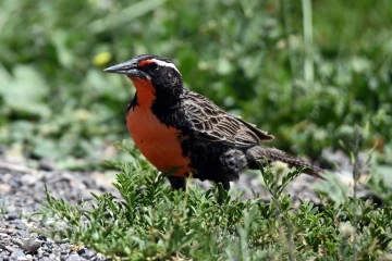 2024 12 agentina 2024 12 agentina