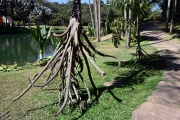 2026 museum inhotim59