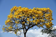 2026 brazil46