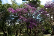 2026 brazil tiradentes47
