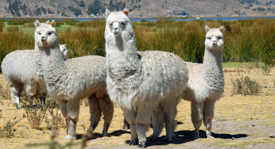 Alpaka, a camel species, is a domisticated in the Andes