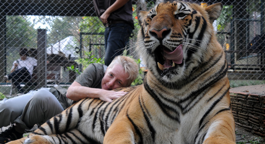 Tiger ernähren sich von frischem Fleisch