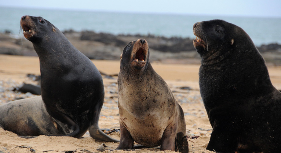 Quarreling seals