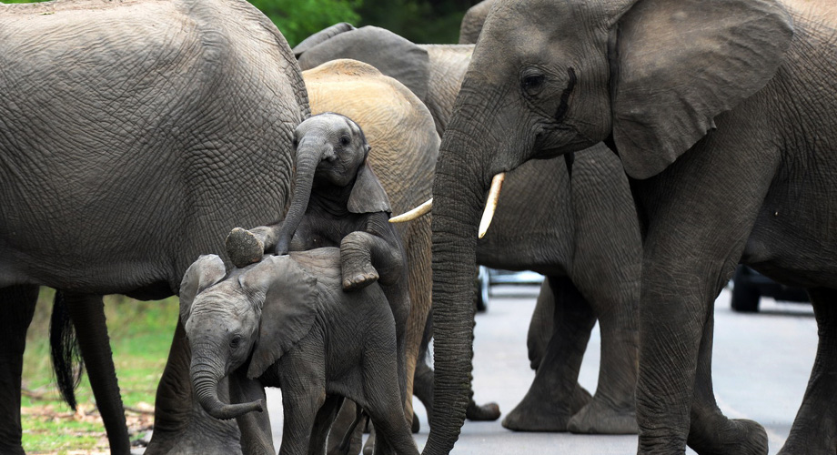 Elefanten begrüßen unsere Ankunft im südlichen Afrika