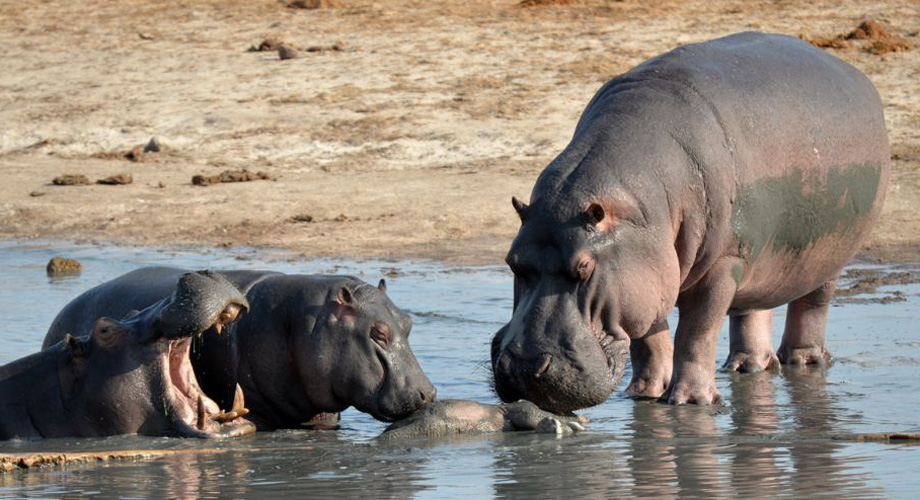 Hippos - Simbabwe