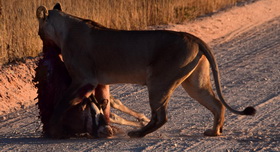lioness with killed Oryx