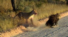 lioness is chasing a hyena