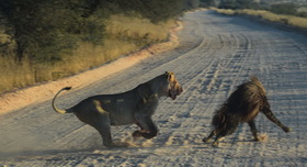 lioness is chasing a hyena