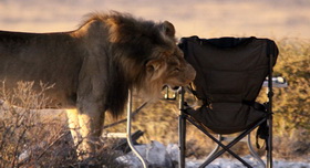 lion is testing our camping chair