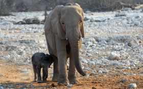 Elephant Baby with Mother
