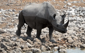 Rhino at Watherhole Okaukuejo