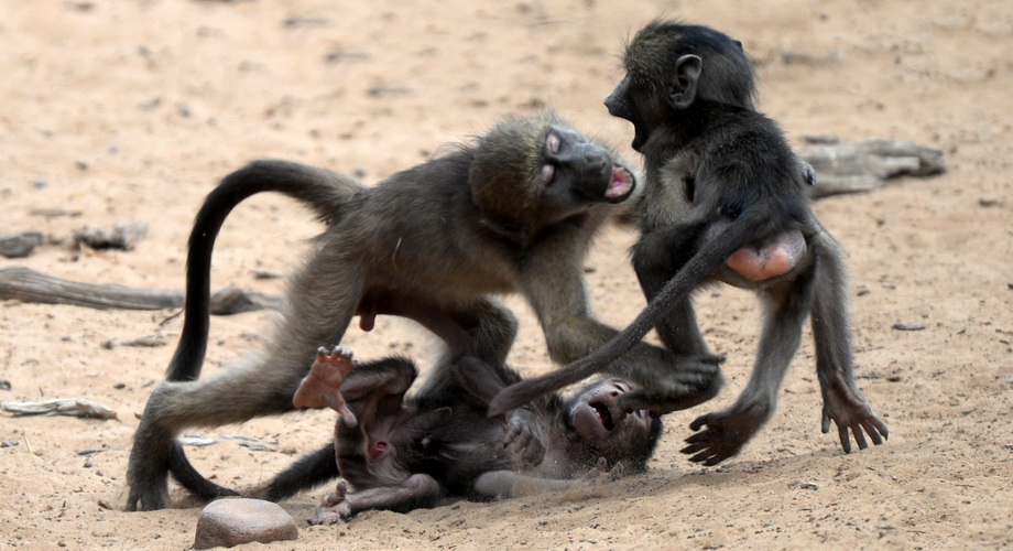 the monkeys play