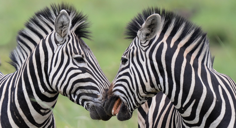cute Zebras