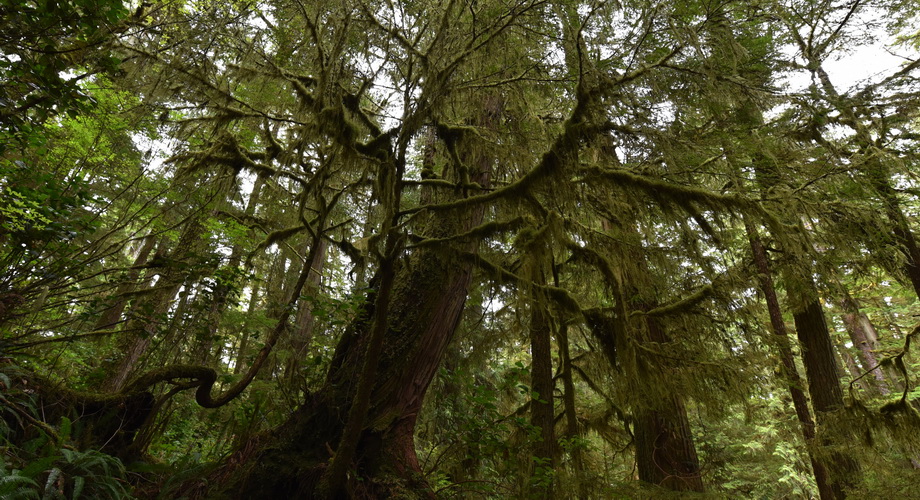 Regenwald auf Vancouver Island