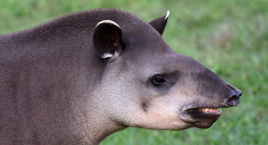 schweineähnliches tapir