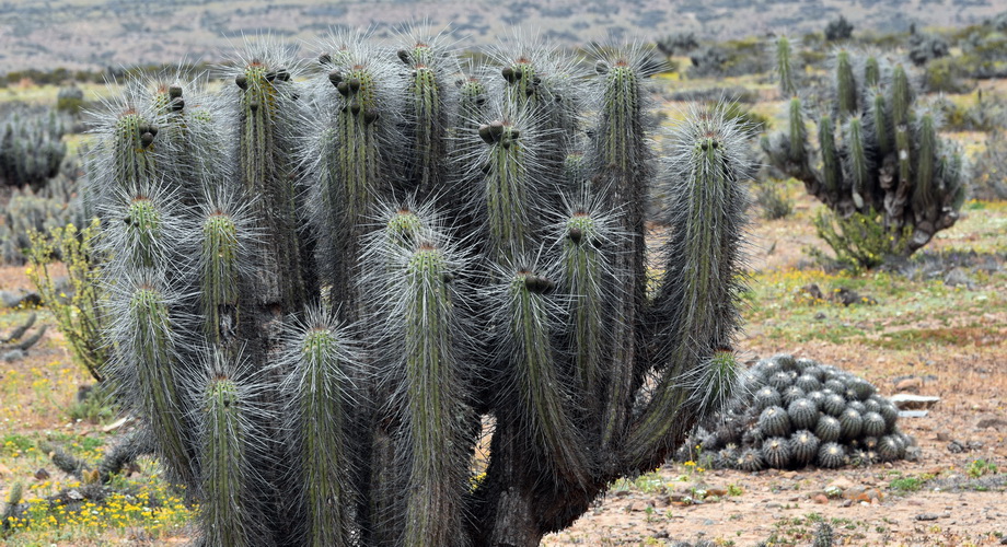 waypoints edy brigitte01