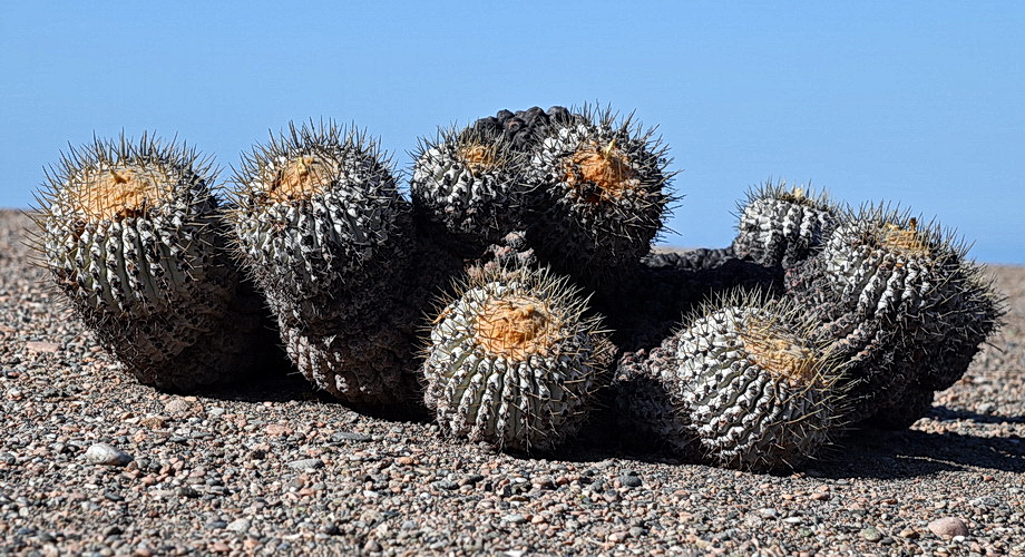 Copiapoa
