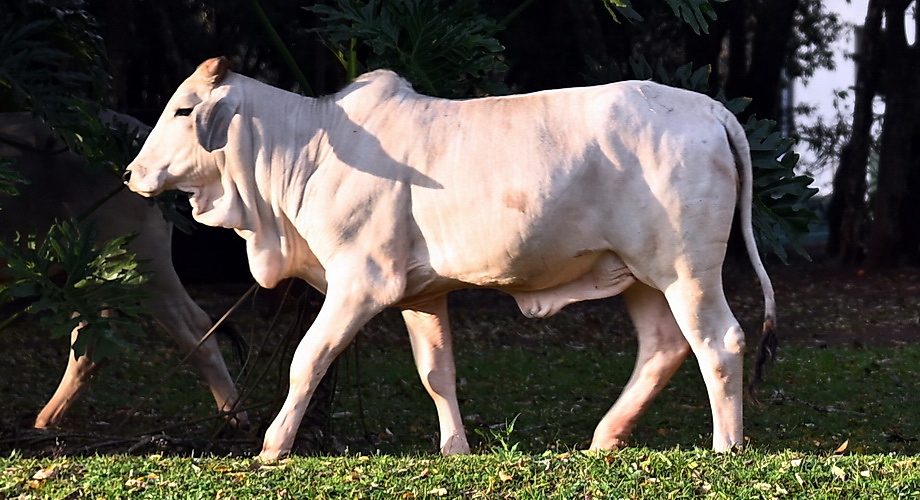 cattle Paraguay