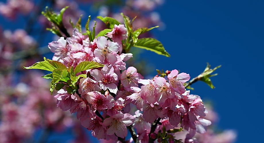 cherry blossom Paraguay