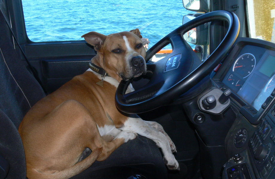 Amigo is also useful behind the steering wheel